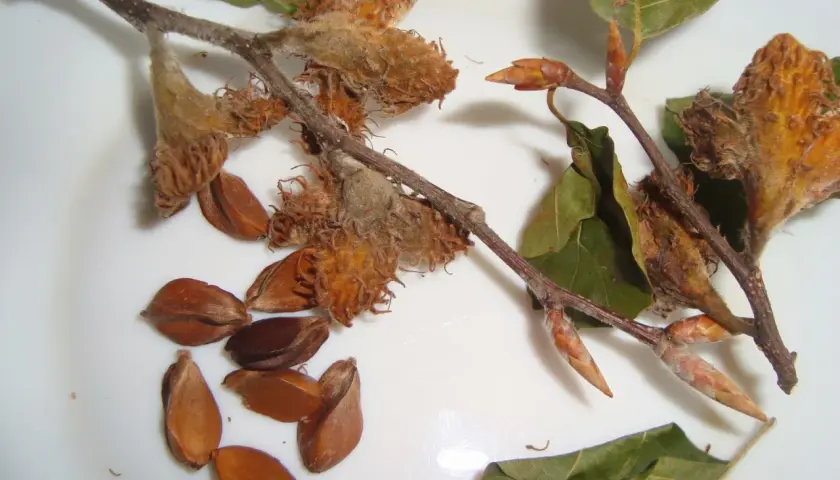 Ramitas con capullos y hojas secas, junto a varias semillas marrones, el fruto del haya.