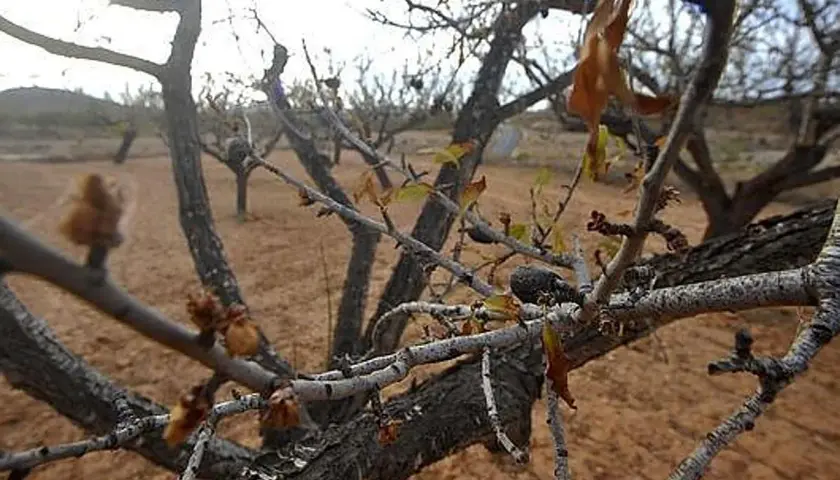 Ramas secas de almendro, con brotes incipientes, sugieren la esperanza de cómo revivir un almendro seco.