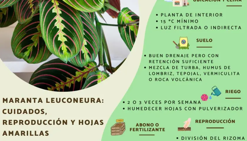 Maranta leuconeura, planta de interior con hojas verdes y rosadas. Guía de cuidados: riego, suelo, abono y reproducción.