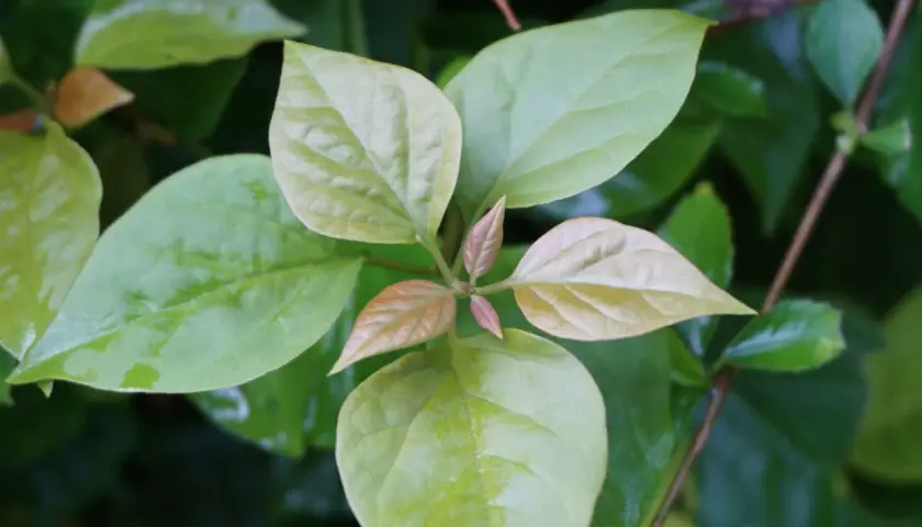 Primeros brotes de hojas verdes y rojizas en una rama. La planta parece sana, pero la buganvilla no florece aún.