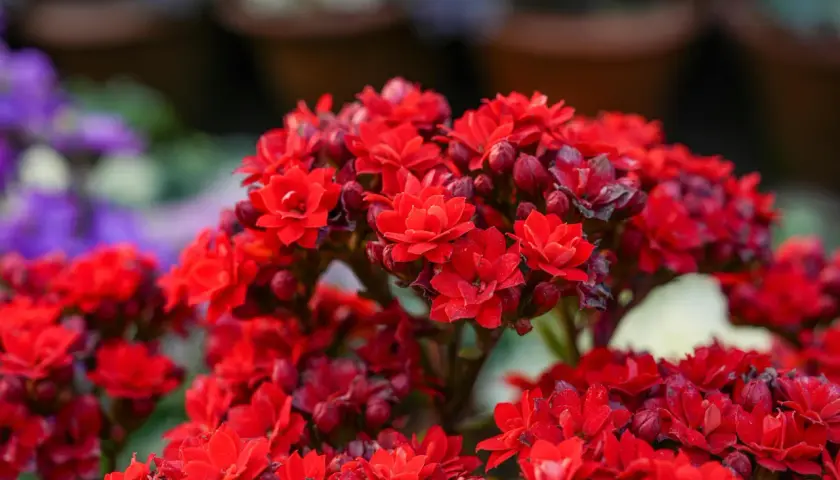 Ramos de flores rojas vibrantes, como las de 10 plantas que dan flores todo el año, con pétalos delicados y capullos listos para abrir.