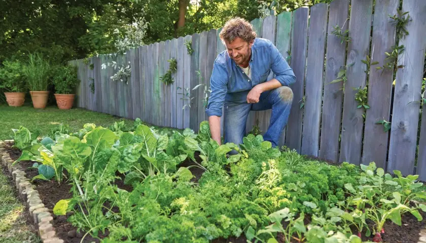 Hombre trabajando en su huerto, cuidando las plantas. Aprende como utilizar la palomina en el huerto para un crecimiento saludable.