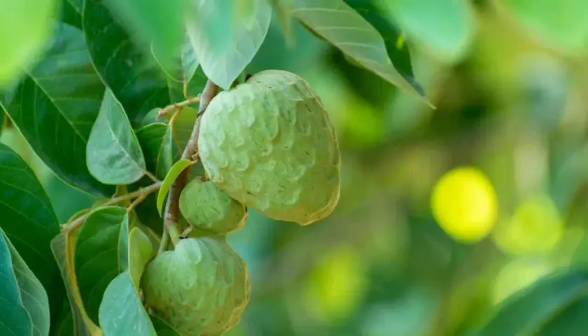 Frutos verdes de chirimoya en un árbol, listos para cuidados.