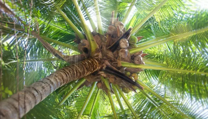Vista desde abajo de la corona de una palmera, con cocos verdes y marrones colgando entre las hojas verdes vibrantes.