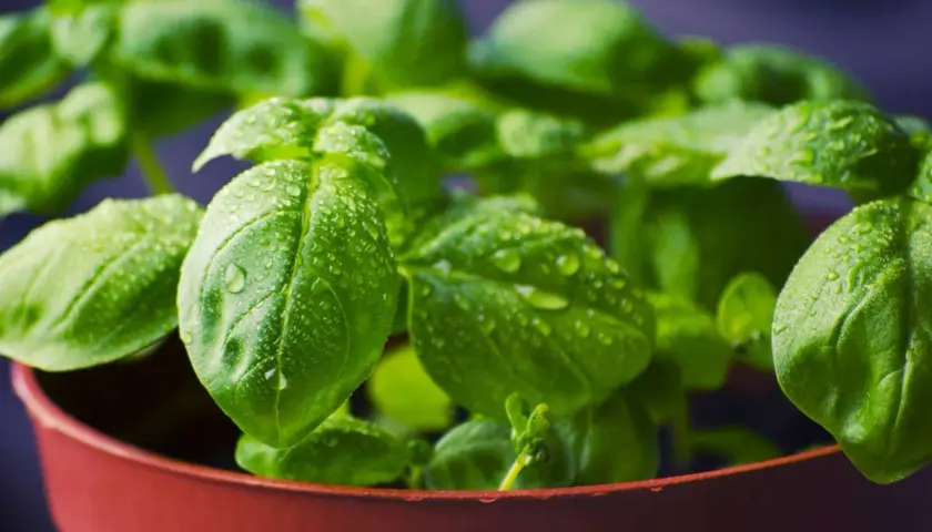 Plantar albahaca en maceta. Hojas verdes brillantes con gotas de agua, listas para crecer y dar sabor.