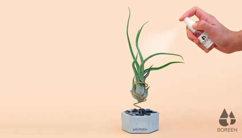 Rociando agua a unas plantas de aire en maceta de cemento.
