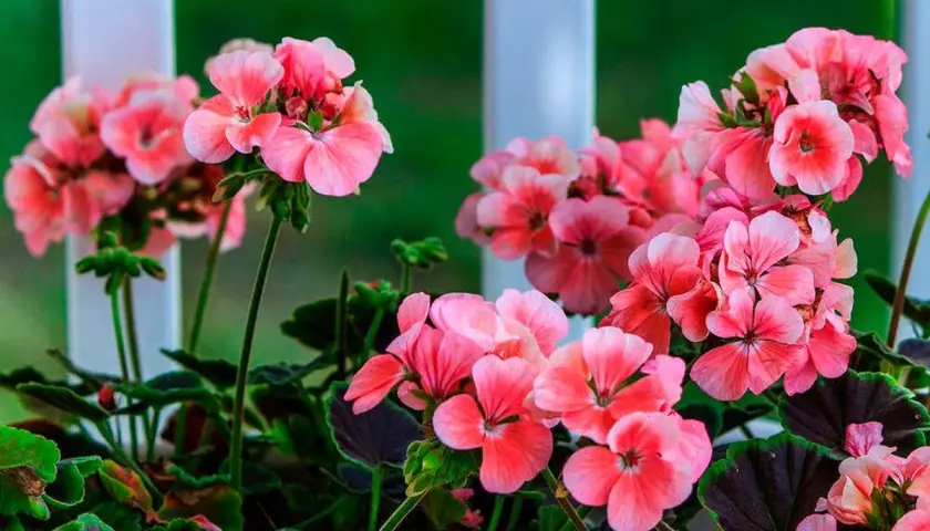 Un grupo de flores de geranio rosadas y vibrantes, con hojas verdes oscuras, se asoman detrás de una barandilla blanca.