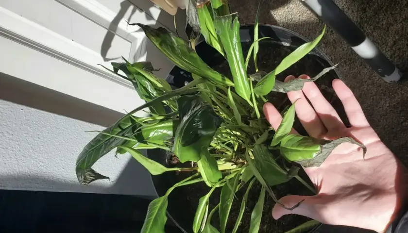 Spathiphyllum con hojas negras, algunas marchitas y secas, en una maceta negra. Una mano revisa el estado de la planta.