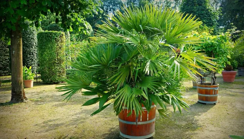 Un jardín con varios tipos de palmeras en macetas de madera. Una palmera frondosa destaca en primer plano.
