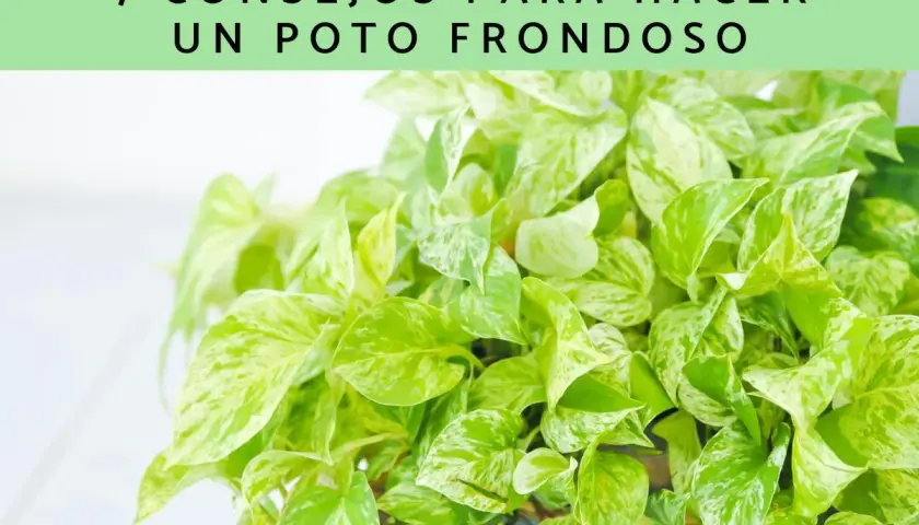 Consejos para hacer un poto frondoso y exuberante. Hojas verdes y blancas de una planta de interior.