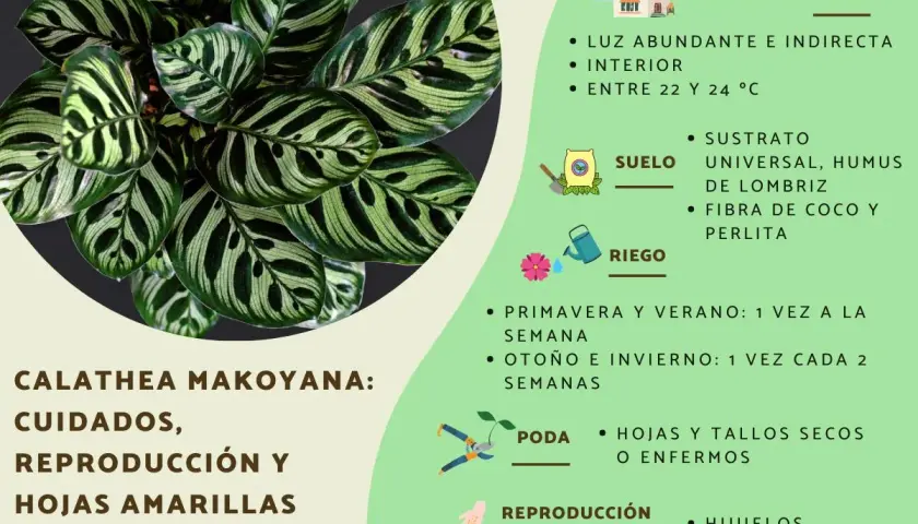 Calathea Makoyana con hojas verdes y amarillas, cuidados, reproducción y cómo evitar hojas amarillas.