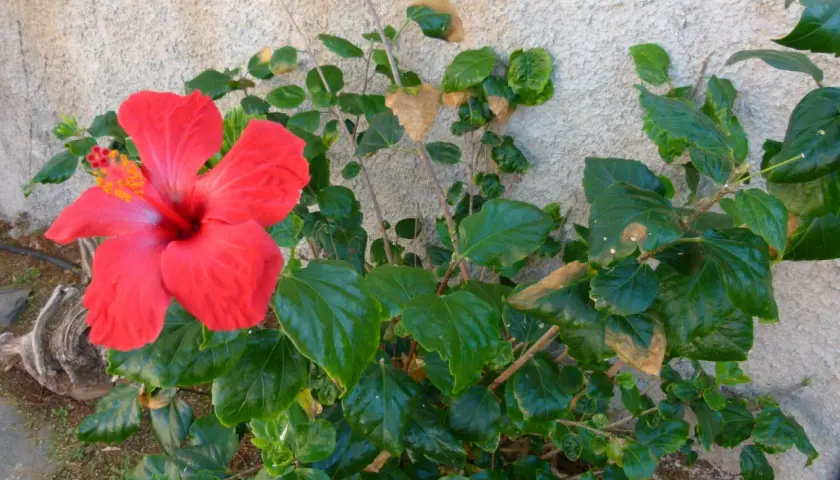 Flor de hibisco rojo vibrante junto a hojas verdes, algunas con manchas marrones, sugiriendo posibles enfermedades de los hibiscus.