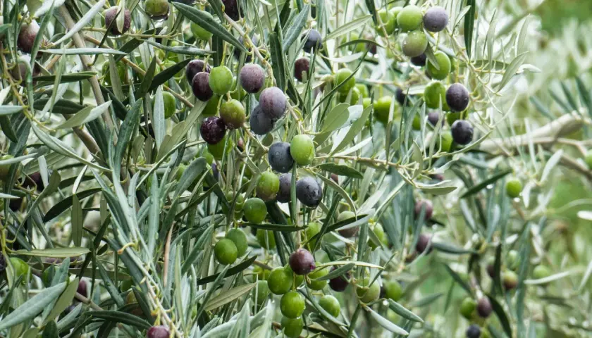 Riego de árboles frutales: aceitunas verdes y moradas cuelgan de ramas frondosas, algunas con gotas de agua.