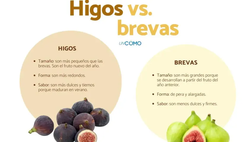 Fotos de higos morados y brevas verdes, comparando sus características.