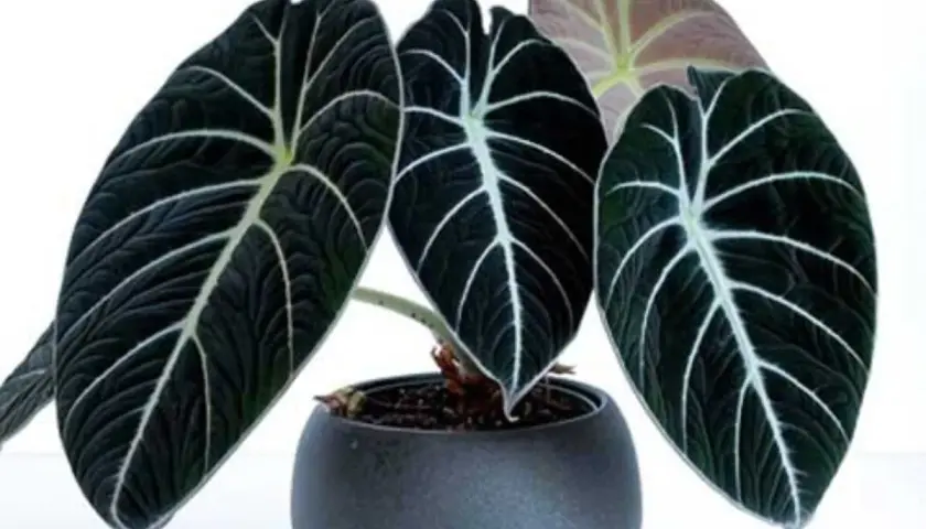 Alocasia Wentii, con sus hojas oscuras y venas blancas, luce majestuosa en su maceta gris.
