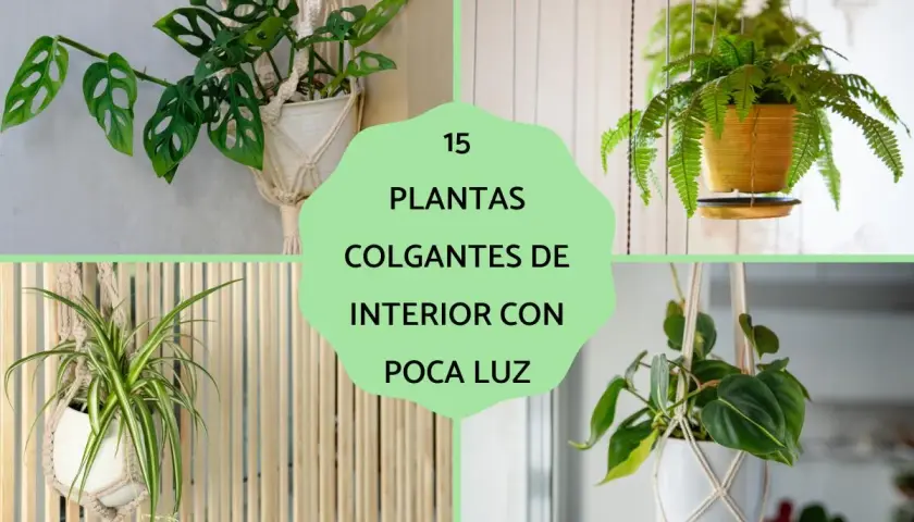Monstera Adansonii, Lazo de Amor y Filodendro Hoja de Corazón son ejemplos de planta colgante interior poca luz.