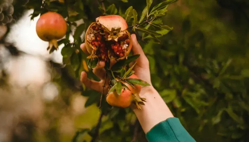 Mano recogiendo granadas de un árbol, una abierta mostrando sus semillas rojas.