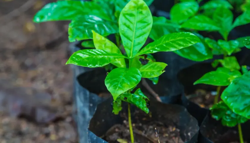 Pequeñas plantas de café en macetas negras, con hojas verdes brillantes y húmedas.