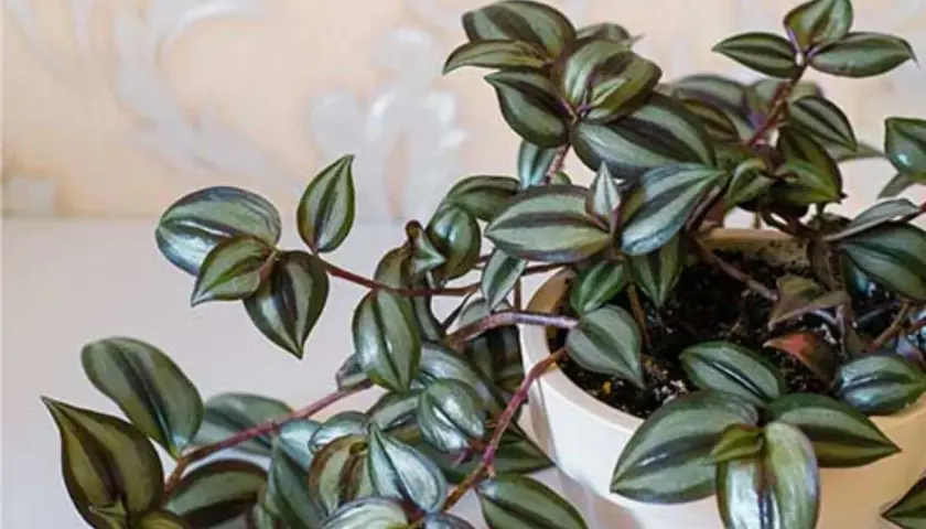 Tradescantia zebrina con hojas plateadas y moradas. Si notas que se marchita, podría indicar problemas de riego o luz.
