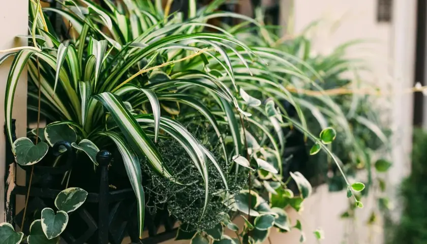 Variedad de tipos de cintas plantas en macetero negro. Hojas verdes y blancas de planta araña y otras colgantes.