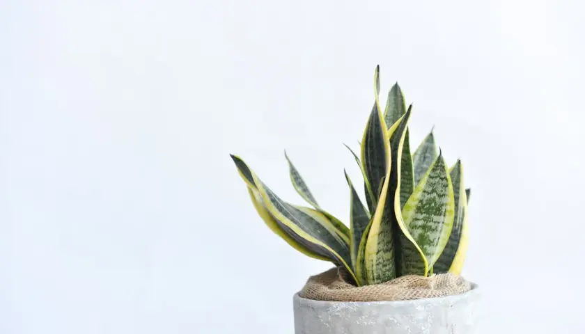 Sansevieria trifasciata, un ejemplo de los diversos tipos de sansevieria, con hojas verdes y amarillas en una maceta de cemento.
