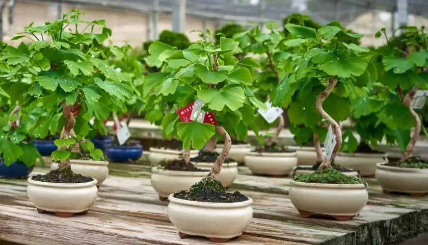 Varios ejemplares de ginkgo biloba cultivo en maceta, con sus hojas verdes y troncos retorcidos, reposan sobre una mesa de madera.