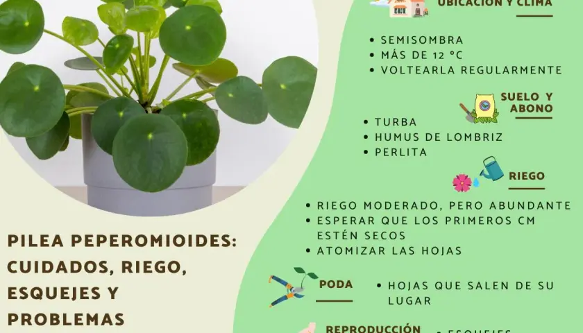 Guía de cuidados para Pilea Peperomioides: ubicación, riego, suelo, poda y reproducción con esquejes.