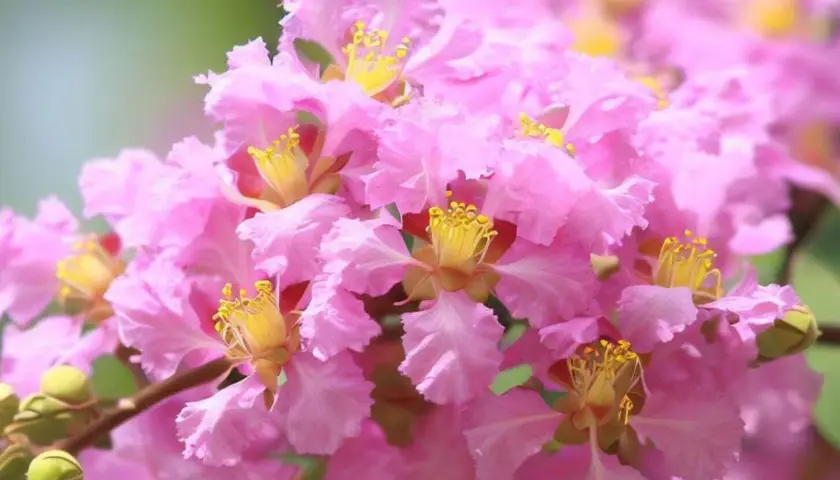 Flores rosadas y rizadas de un árbol de Júpiter, con estambres amarillos vibrantes. Sus cuidados son sencillos para disfrutar su belleza.