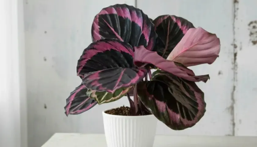 Calathea roseopicta, planta de interior con hojas oscuras y vibrantes rayas rosas y moradas, en maceta blanca.