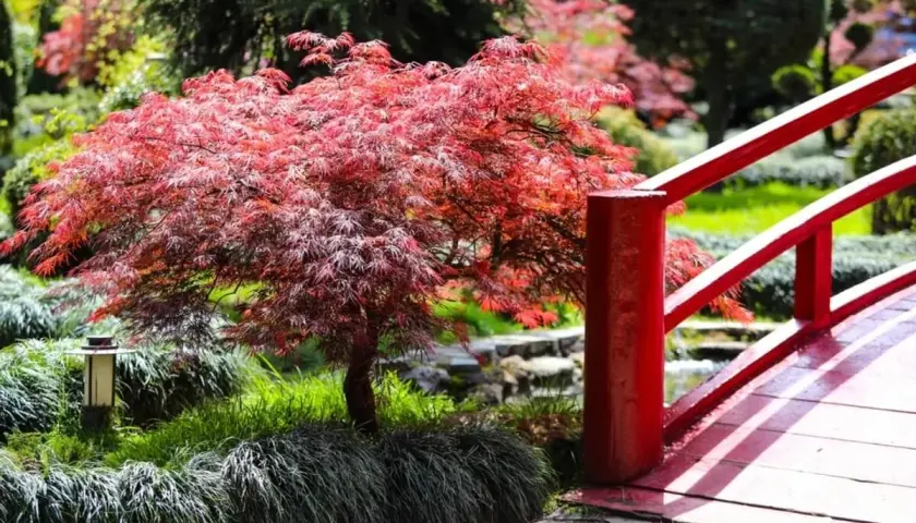 Un árbol con flores rojas vibrantes se alza junto a un puente rojo en un jardín sereno.