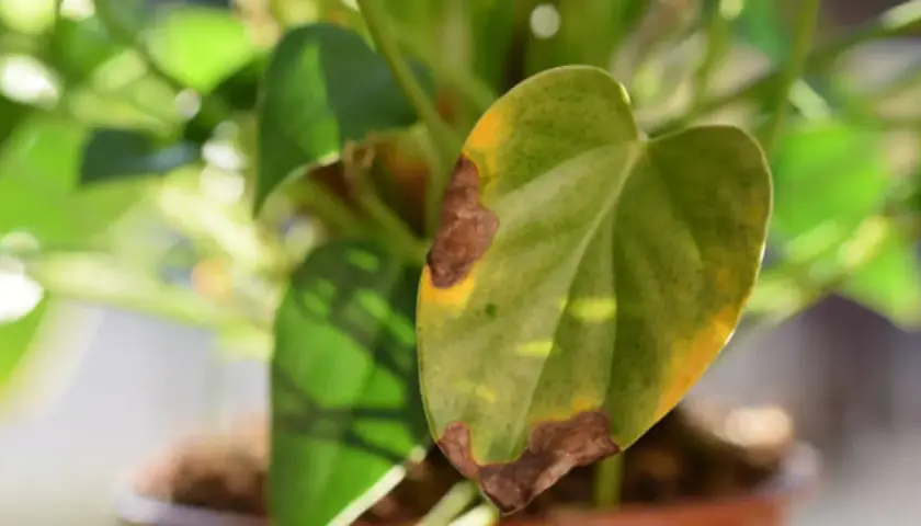 Primer plano de una hoja de monstera con manchas marrones y amarillas, indicando que necesita cuidados.