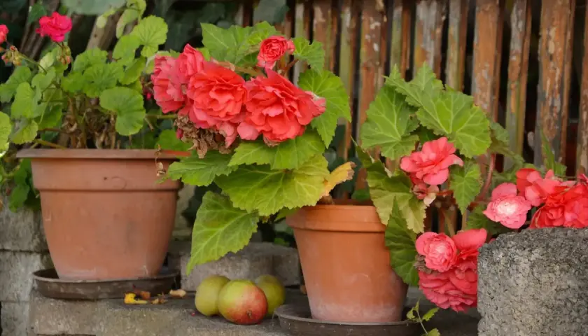Bellas begonias en macetas, mostrando distintos tipos de begonias, fotos de flores rojas y rosadas con hojas verdes.