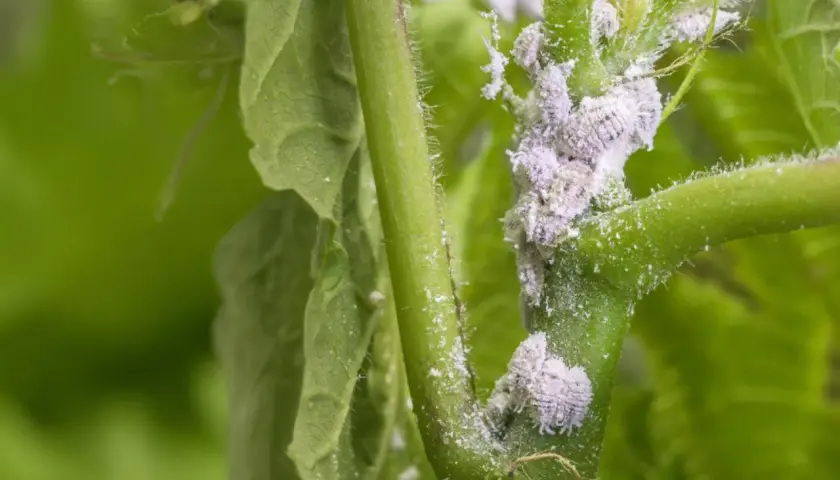 Planta infestada con cochinilla lapa, pequeños insectos blancos cubriendo el tallo y las hojas, dañando el crecimiento.