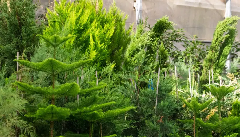 Variedad de coníferas listas para plantar setos para cerramiento. Arbustos verdes y frondosos, ideales para crear privacidad.