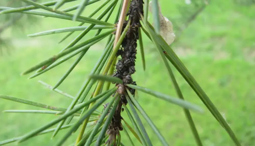 Plaga de pulgones en un ciprés, un ejemplo de enfermedades del ciprés. Fotos de insectos chupadores en ramas verdes.