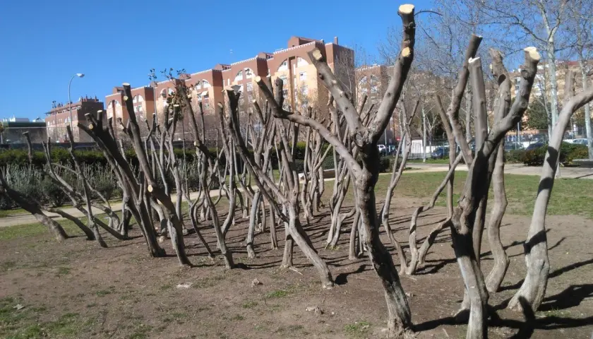 Árboles recién podados, con sus ramas cortadas, alineados en un parque bajo un cielo azul.
