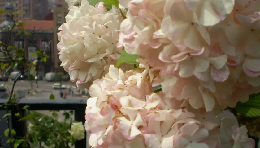 Delicadas flores de planta bola de nieve, con pétalos blancos y rosados, se asoman sobre un balcón con vistas a una calle urbana.