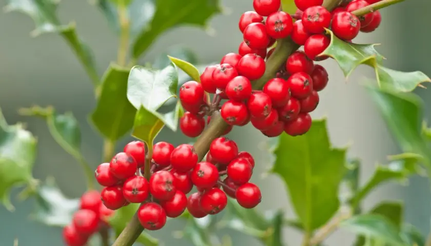 Ramita de acebo con bayas rojas brillantes. Ideal para aprender a plantar acebo por esqueje y disfrutar de su follaje perenne.