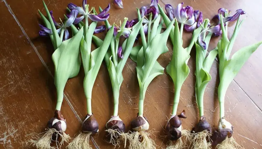 Seis bulbos de tulipán con raíces y tallos verdes, algunos con pétalos morados marchitos. Muestra cuántos tulipanes salen de un bulbo.