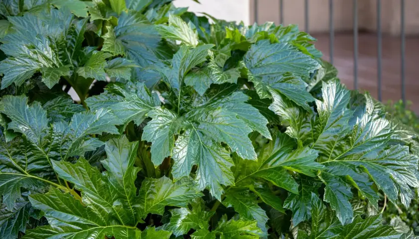 Un exuberante acanto en maceta despliega sus grandes hojas verdes y brillantes, con bordes dentados y venas marcadas, creando un tapiz natural.