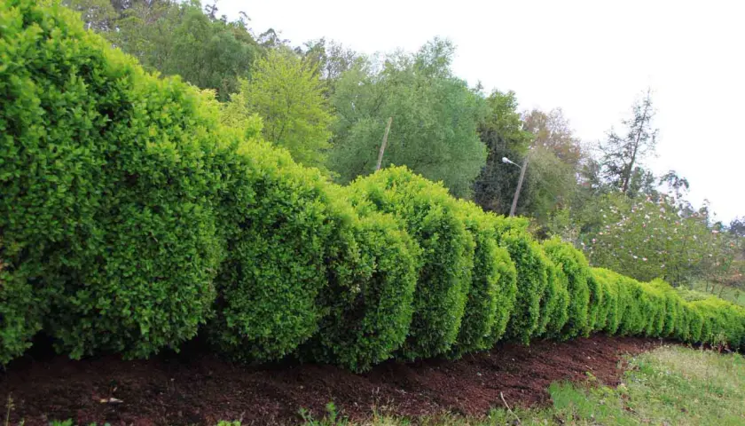 Una hilera de arbustos para setos, perfectamente podados y de un verde vibrante, bordean un camino.