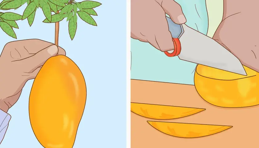 Mano recogiendo un gran arbol de mango. Otra mano corta un mango en rodajas.