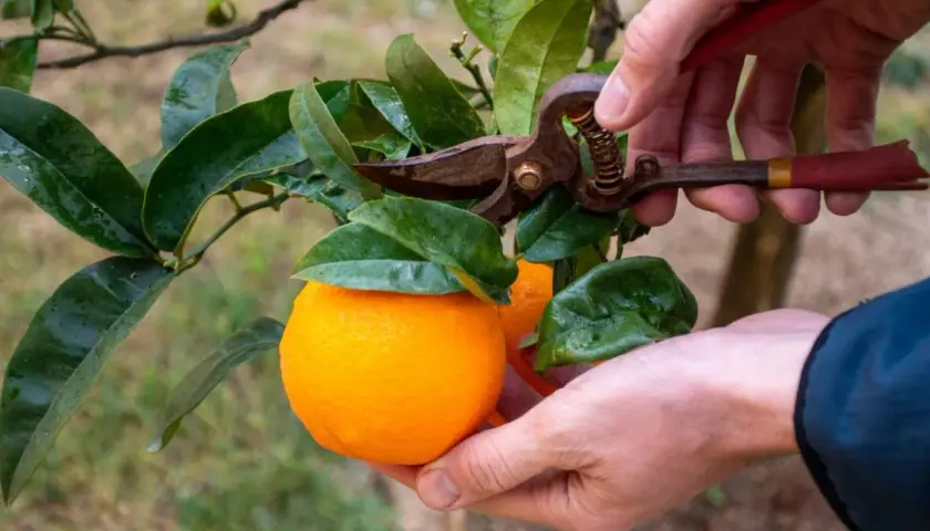 Manos podando un naranjo para cosechar naranjas.