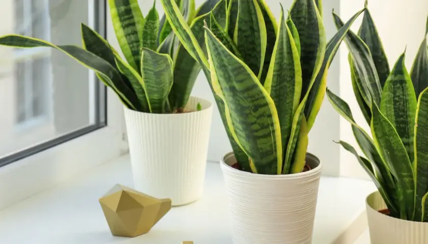 Plantas espada de san jorge con hojas verdes y bordes amarillos, en macetas blancas junto a una ventana.