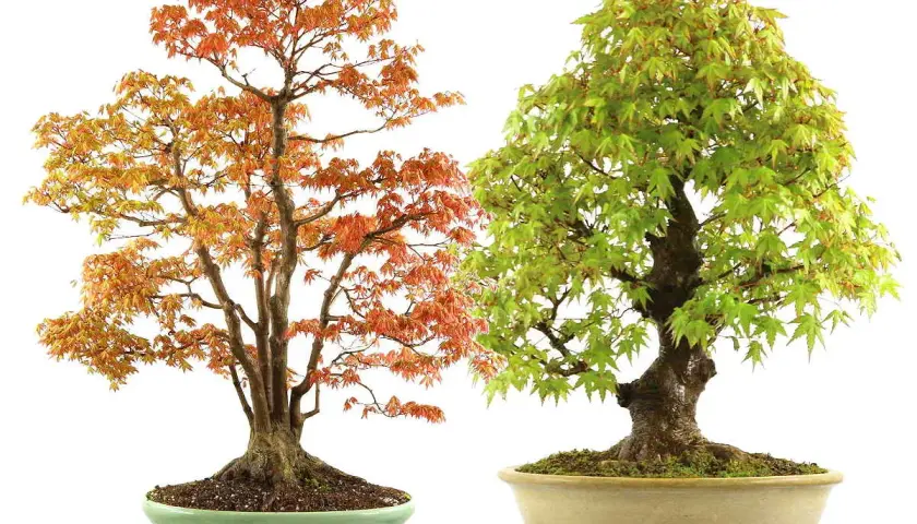 Dos arces japoneses en maceta, uno con hojas naranjas y otro con hojas verdes. El arce japonés cuidados requiere atención para mantener su belleza.