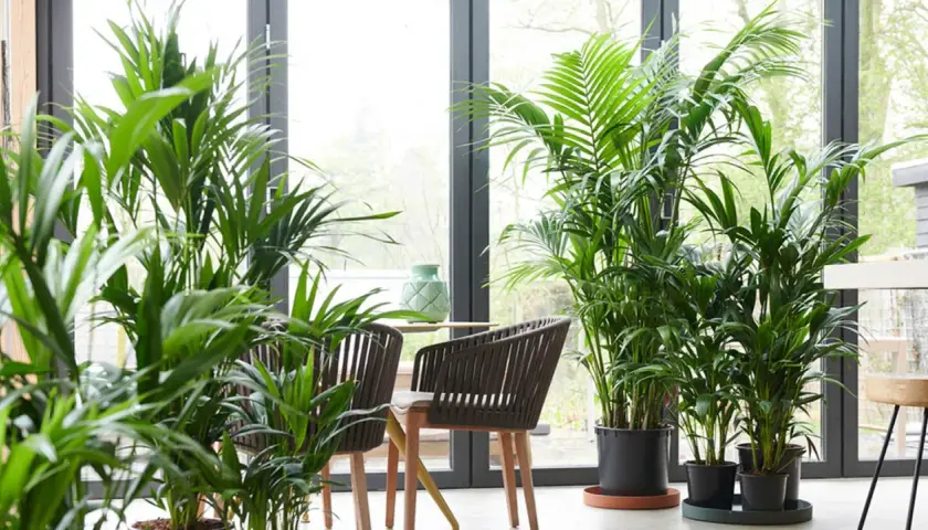 Un rincón acogedor con varias plantas kentia, sillas de mimbre y una mesa con un jarrón verde.