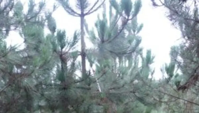 Un primer plano de un bosque de pinos, con la luz del sol filtrándose entre las ramas y la cada **aguja de pino** brillando.