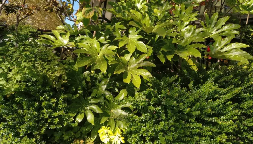 Grandes hojas verdes de Fatsia japonica se mezclan con arbustos densos y un árbol otoñal.