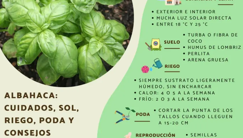 Albahaca: cuidados, sol, riego y poda. Consejos para cultivar esta hierba aromática en casa.