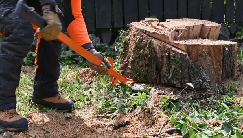Hombre con equipo de protección usando una palanca para quitar tocon arbol. Aserrín y vegetación cubren el suelo.